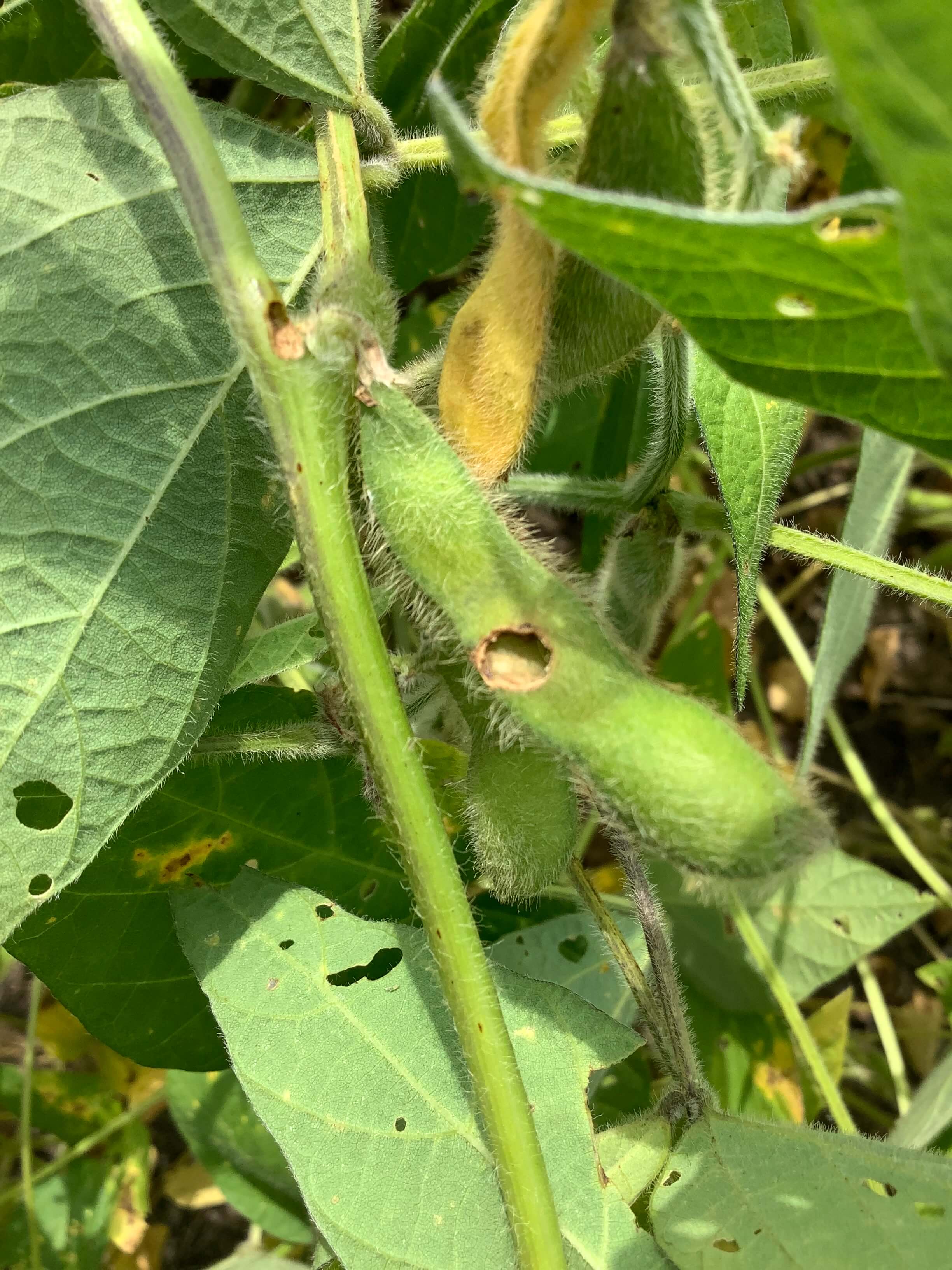 Листогрызущие совки