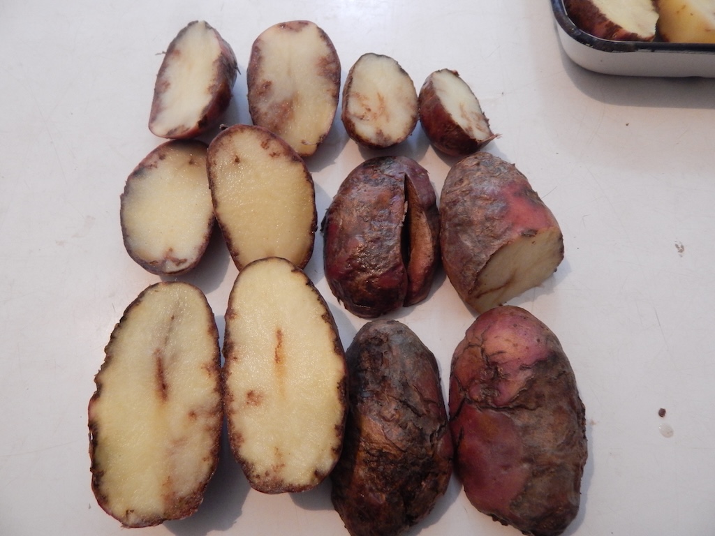 Фитофтороз картофеля