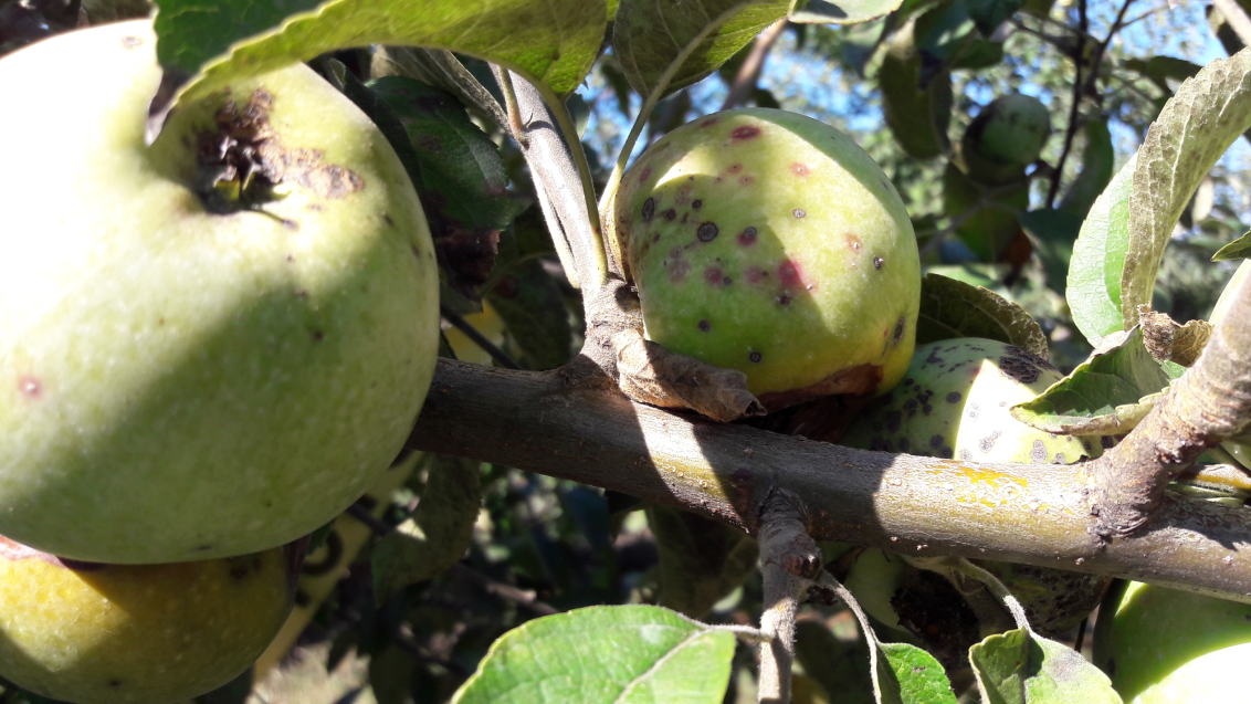 Калифорнийская щитовка