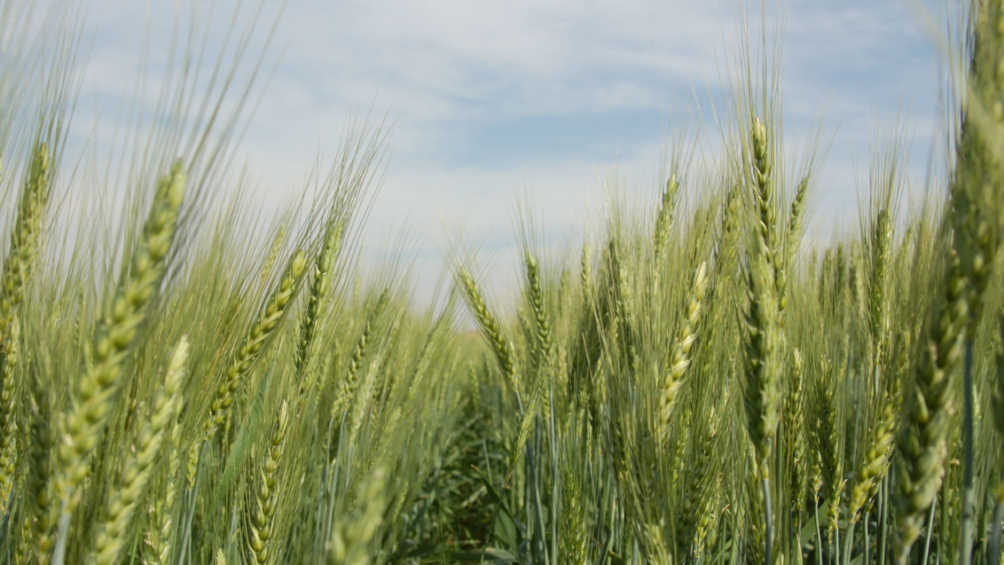 Как обеспечить лучшую перезимовку озимой пшеницы