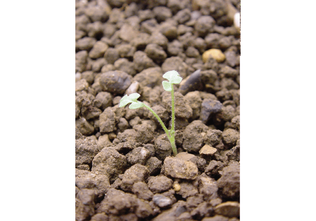 Аистник цикутовый