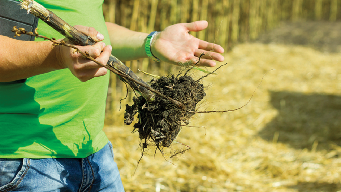 CОЛГАРД. Диагностика. Анализ. Решение.