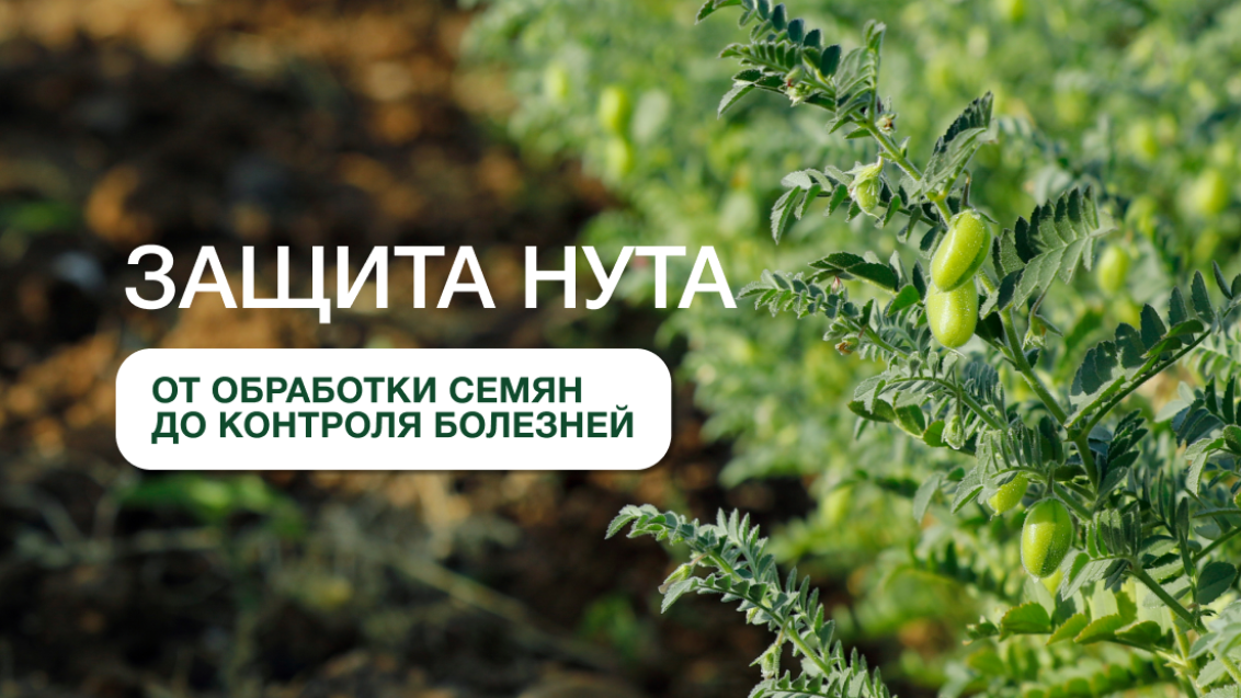 Защита нута