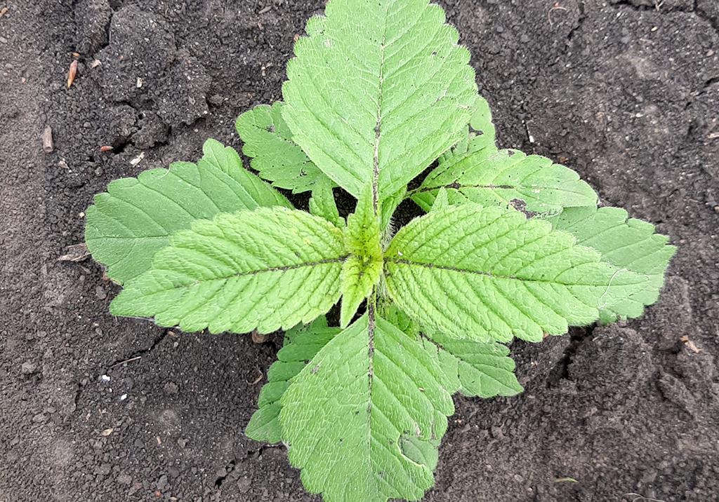 Пикульник обыкновенный