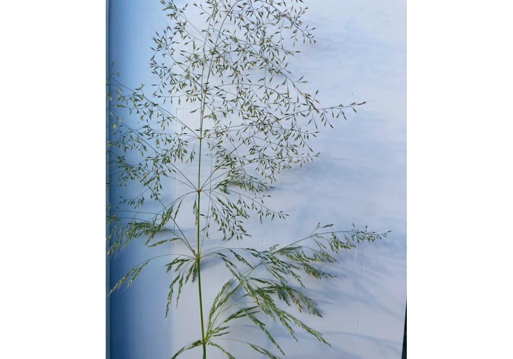 Метлица обыкновенная