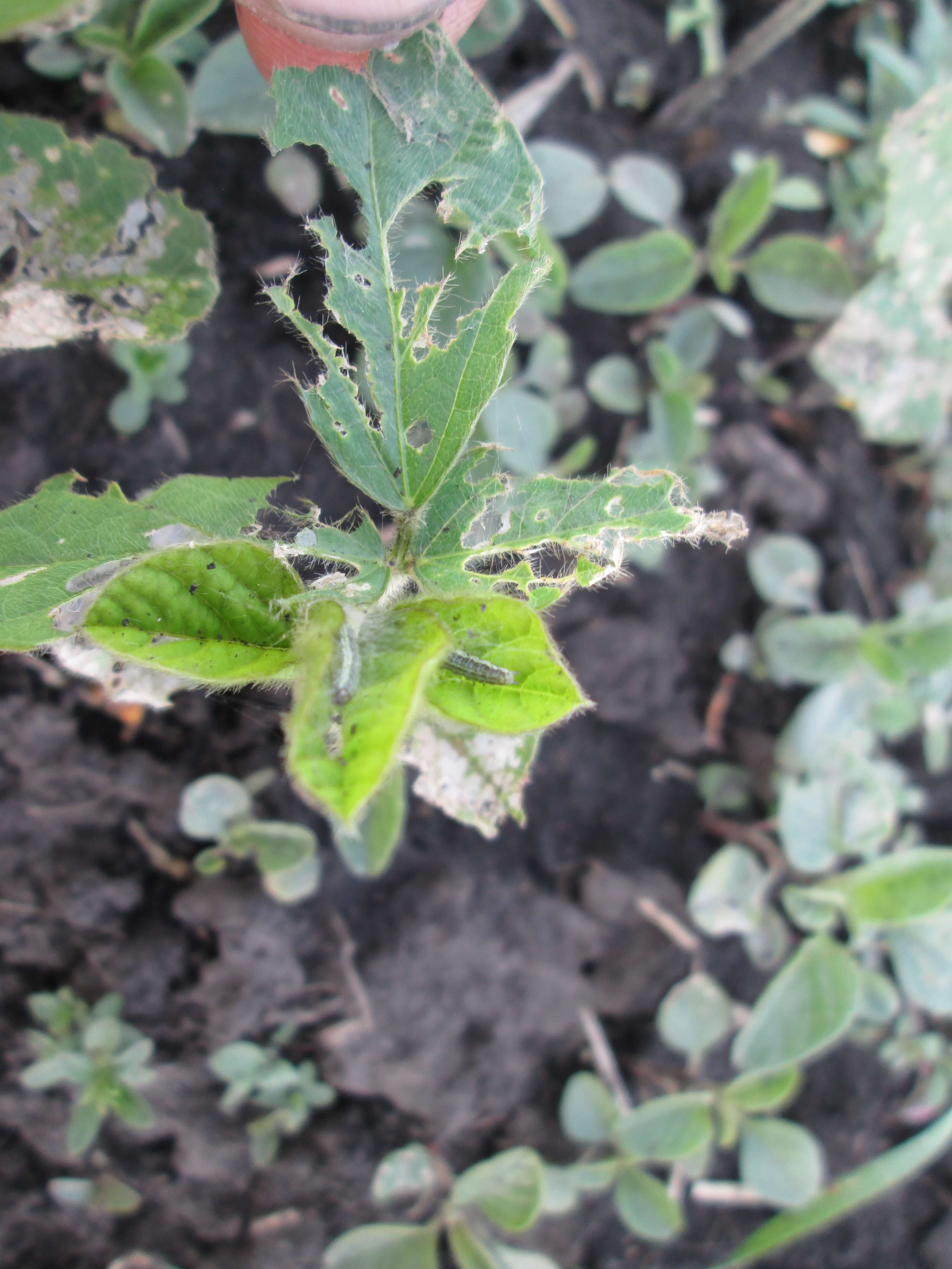 Луговой мотылек