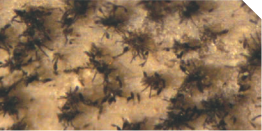 Альтернариоз (пурпурная пятнистость) лука