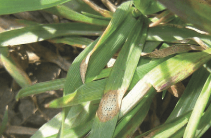 Септориоз пшеницы