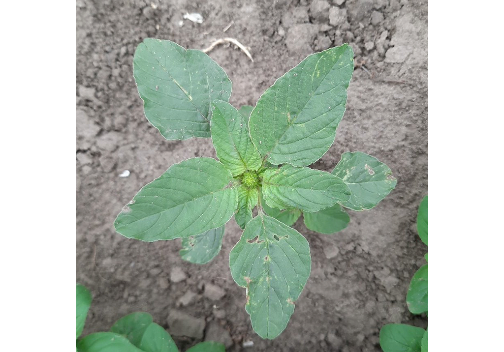 Щирица запрокинутая