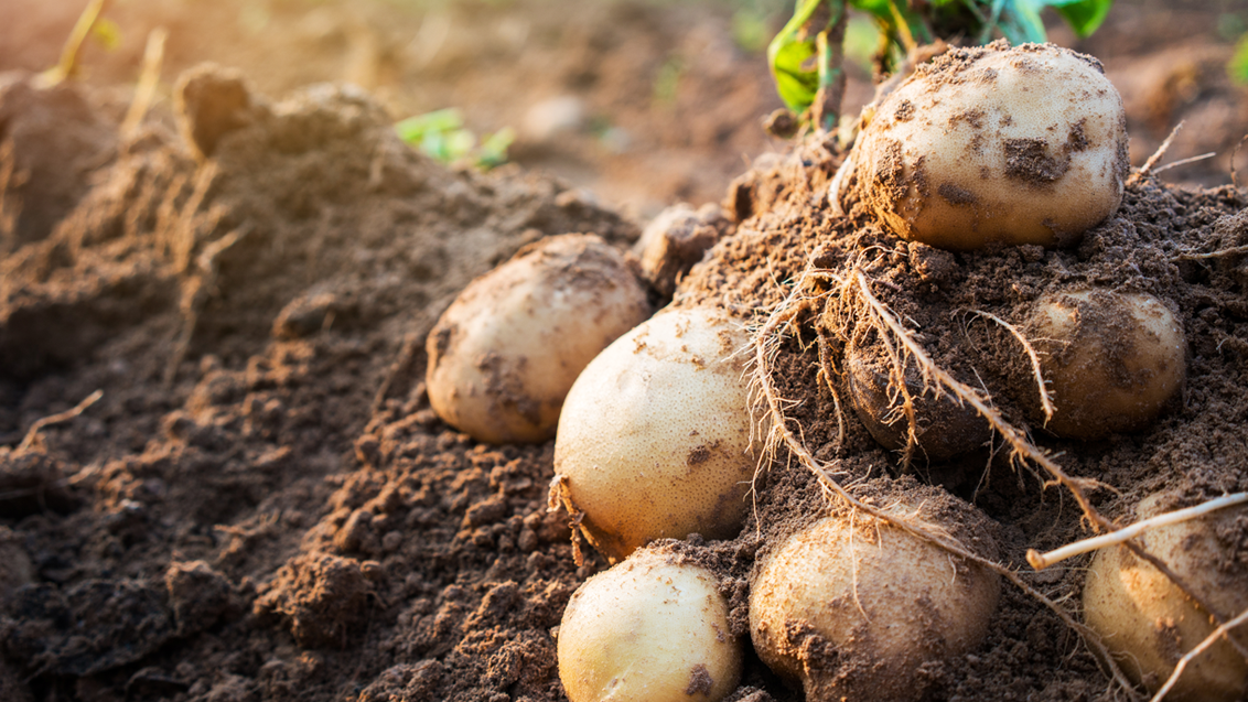 Школа управления урожаем по картофелю