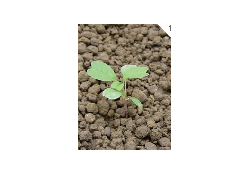 Щирица синеватая