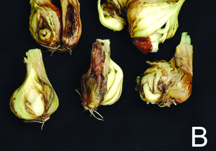 Дитиленхоз лука и чеснока