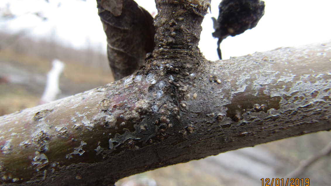 Калифорнийская щитовка