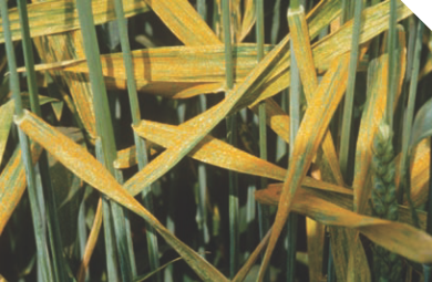 Желтая ржавчина пшеницы