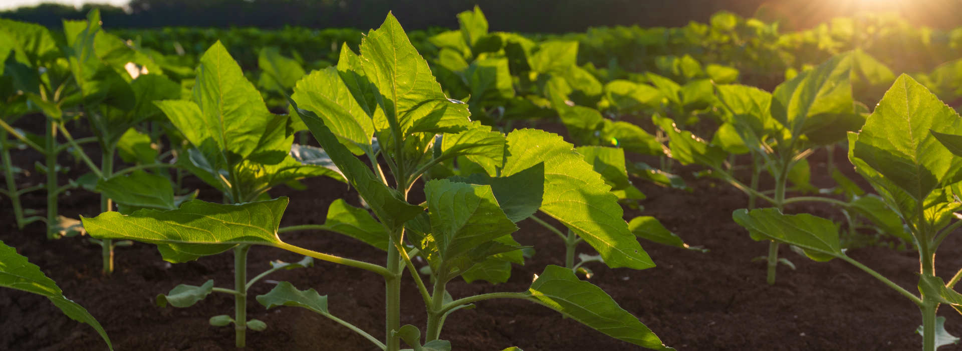Профессиональная защита подсолнечника