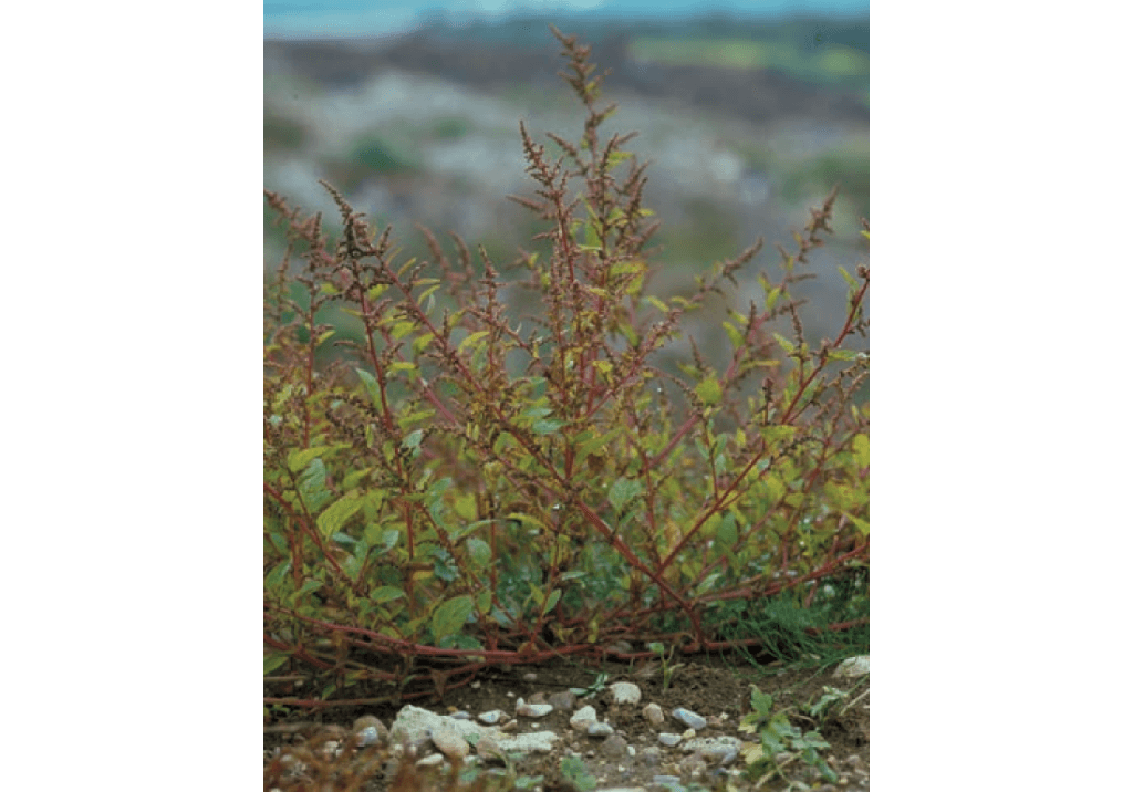 Марь многосеменная