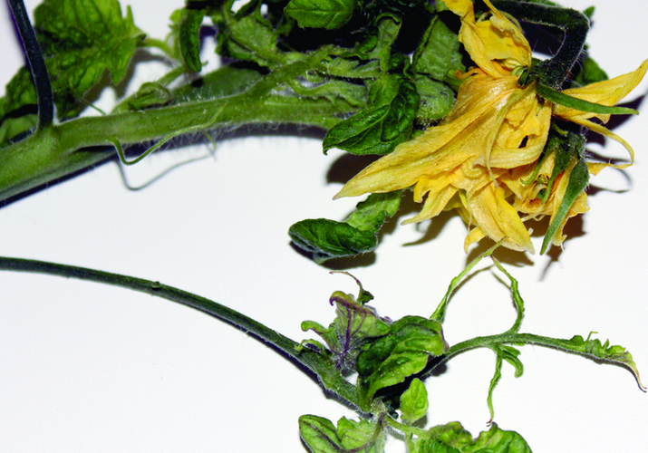 Томатная мозаика