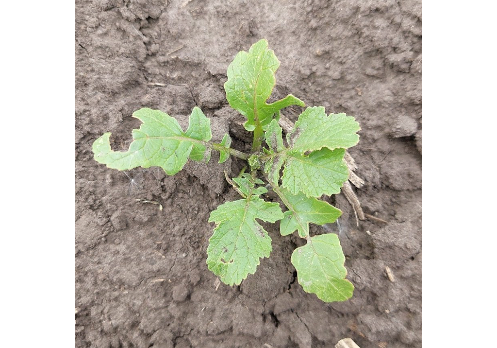 Редька дикая