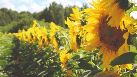 Профессиональная защита подсолнечника