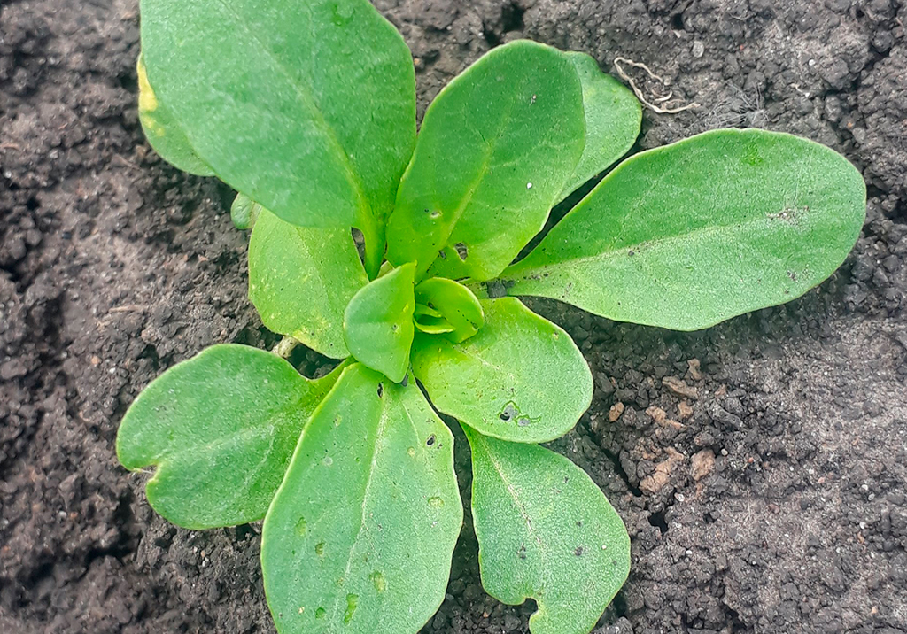 Ярутка полевая