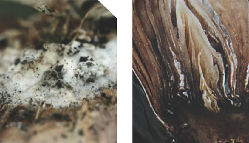 Белая гниль донца лука