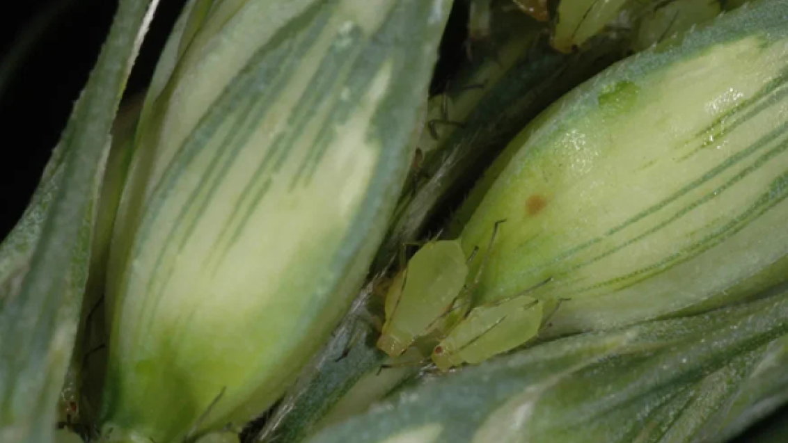 Вредители зерновых культур: как защитить посевы от пилильщиков, пшеничного трипса и злаковой тли