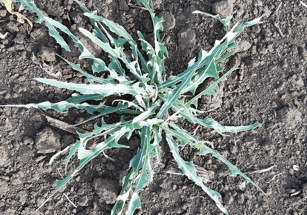 Латук татарский