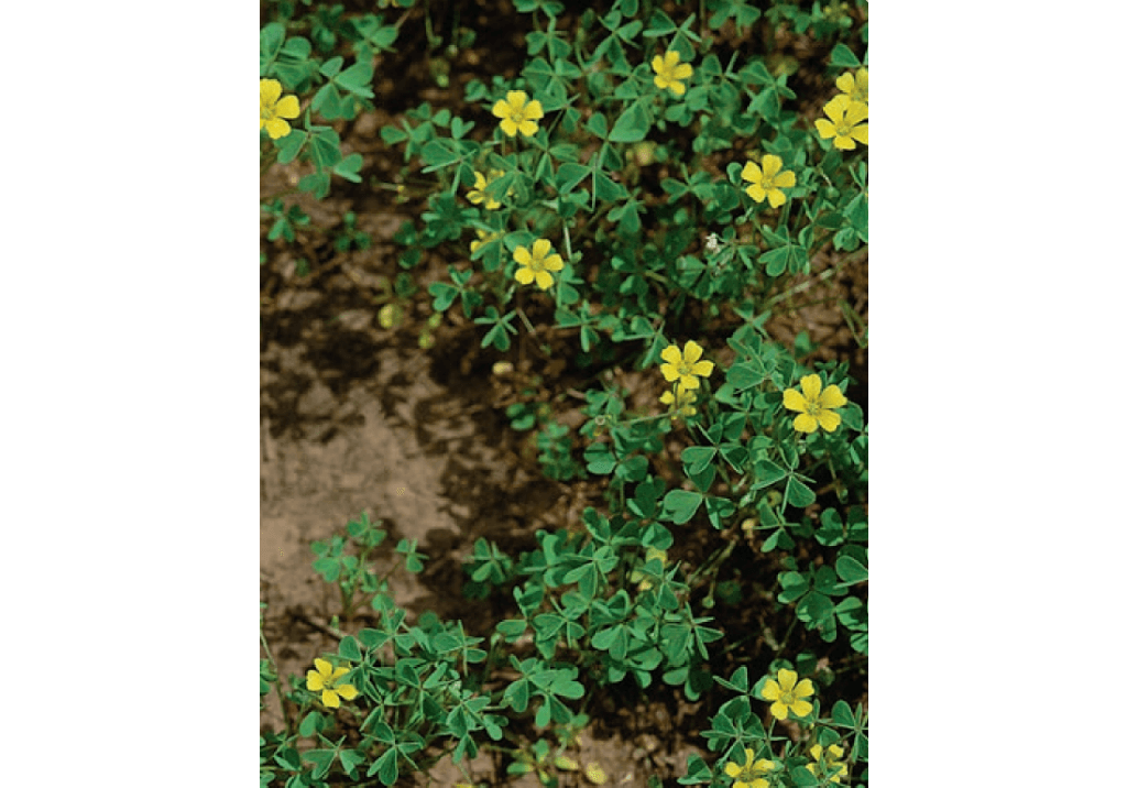 Кислица рожковая