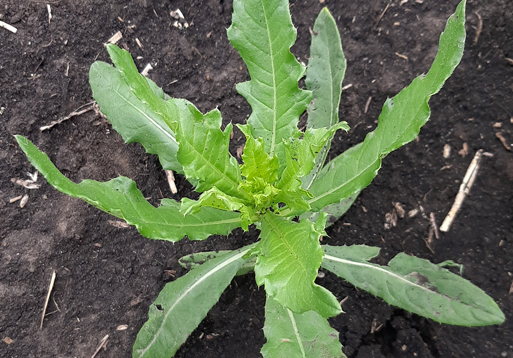 Осот полевой