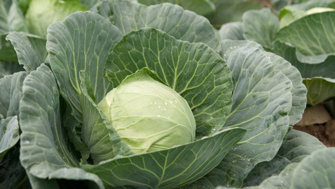 Профессиональная программа защиты капусты, фото