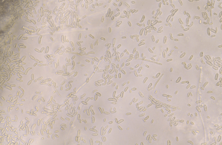 Фузариозная корневая и прикорневая гниль