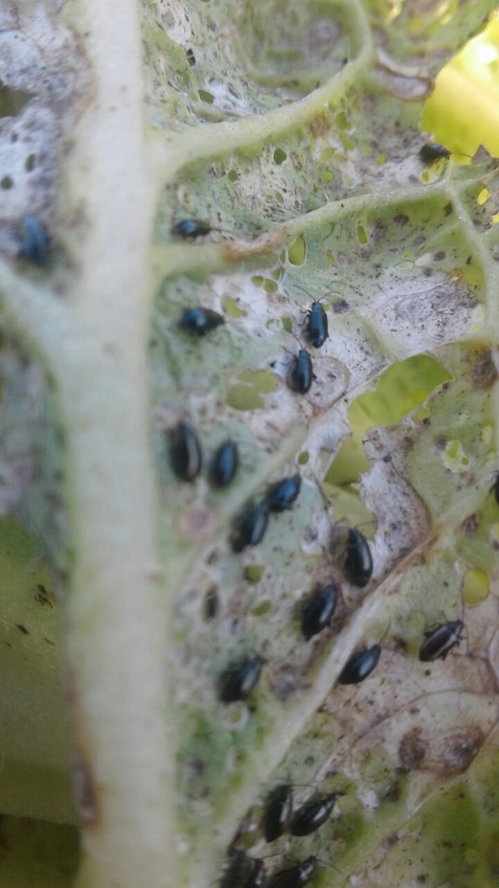 Крестоцветные блошки