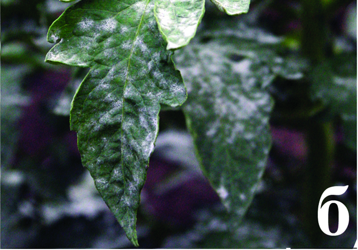 Мучнистая роса томата