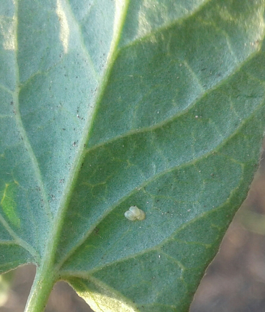 Луговой мотылек