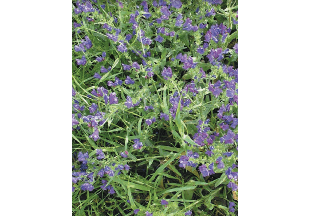 Синяк обыкновенный / Румянка обыкновенная