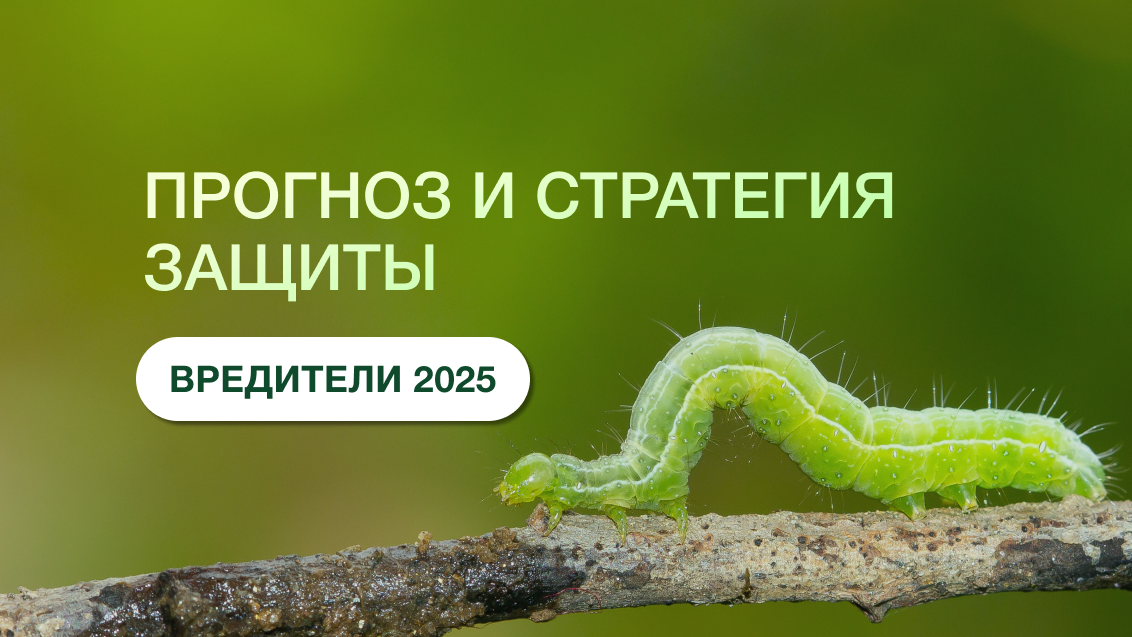 Теплая зима, скачки температуры: чего ждать от вредителей весной 2025?