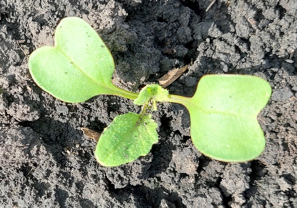 Редька дикая