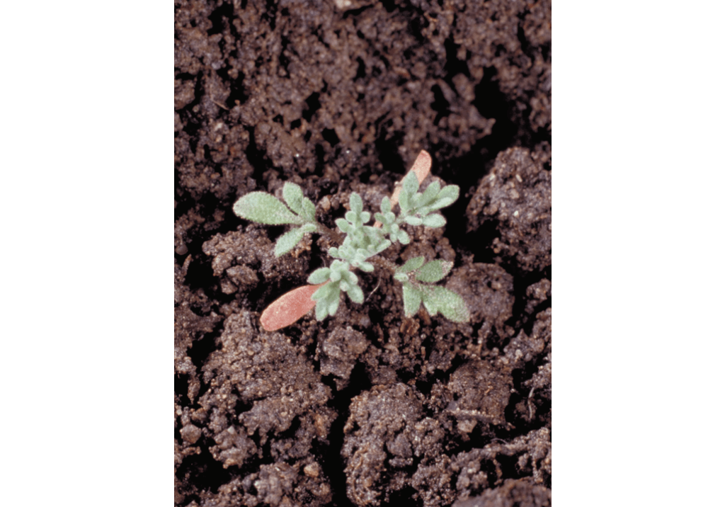 Дескурения Софии