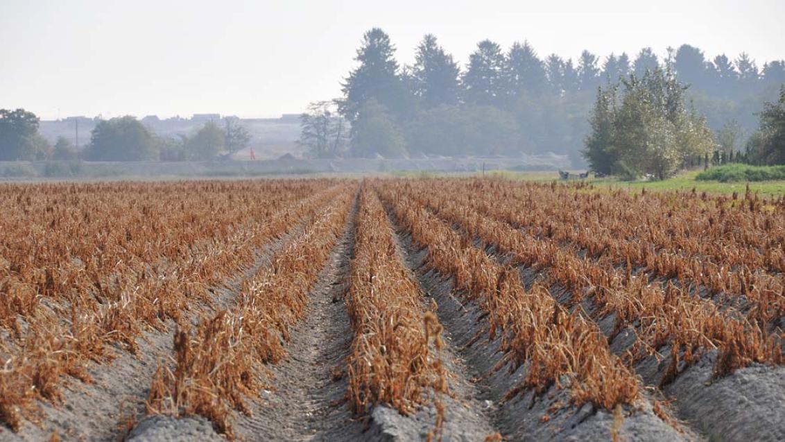 Предуборочная десикация и уборка картофеля