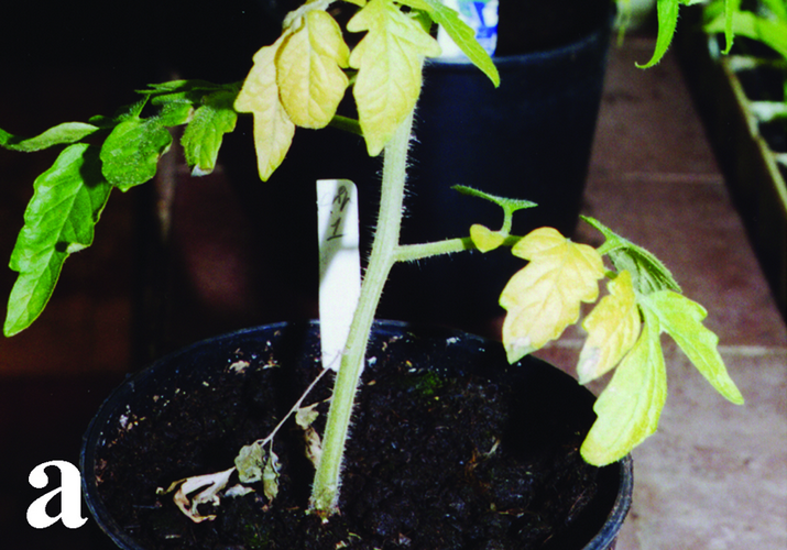 Фузариозное увядание томата