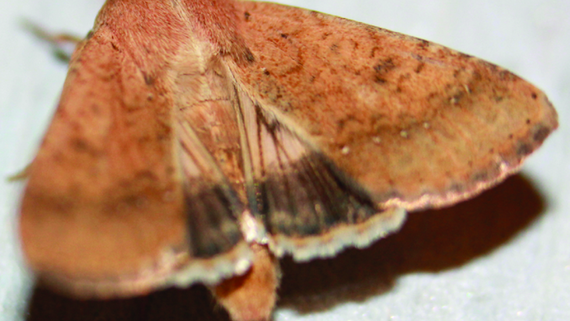 Как контролировать хлопковую совку: от мониторинга до выбора средств защиты