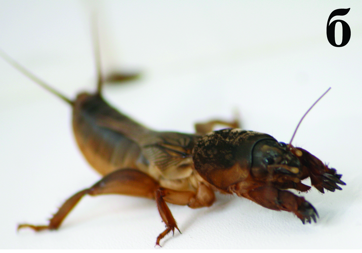 Медведка обыкновенная