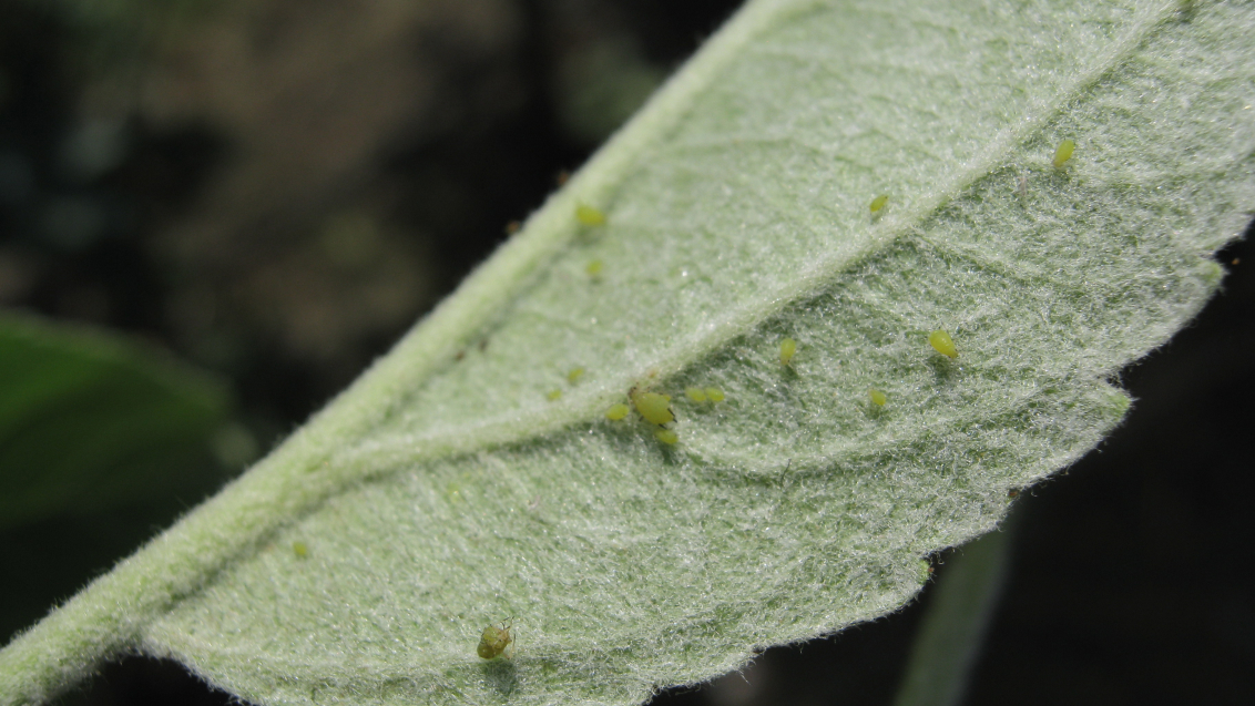 Зеленая яблонная тля