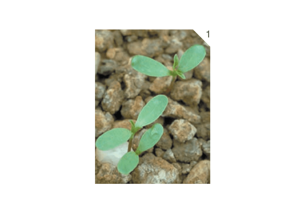 Череда волосистая