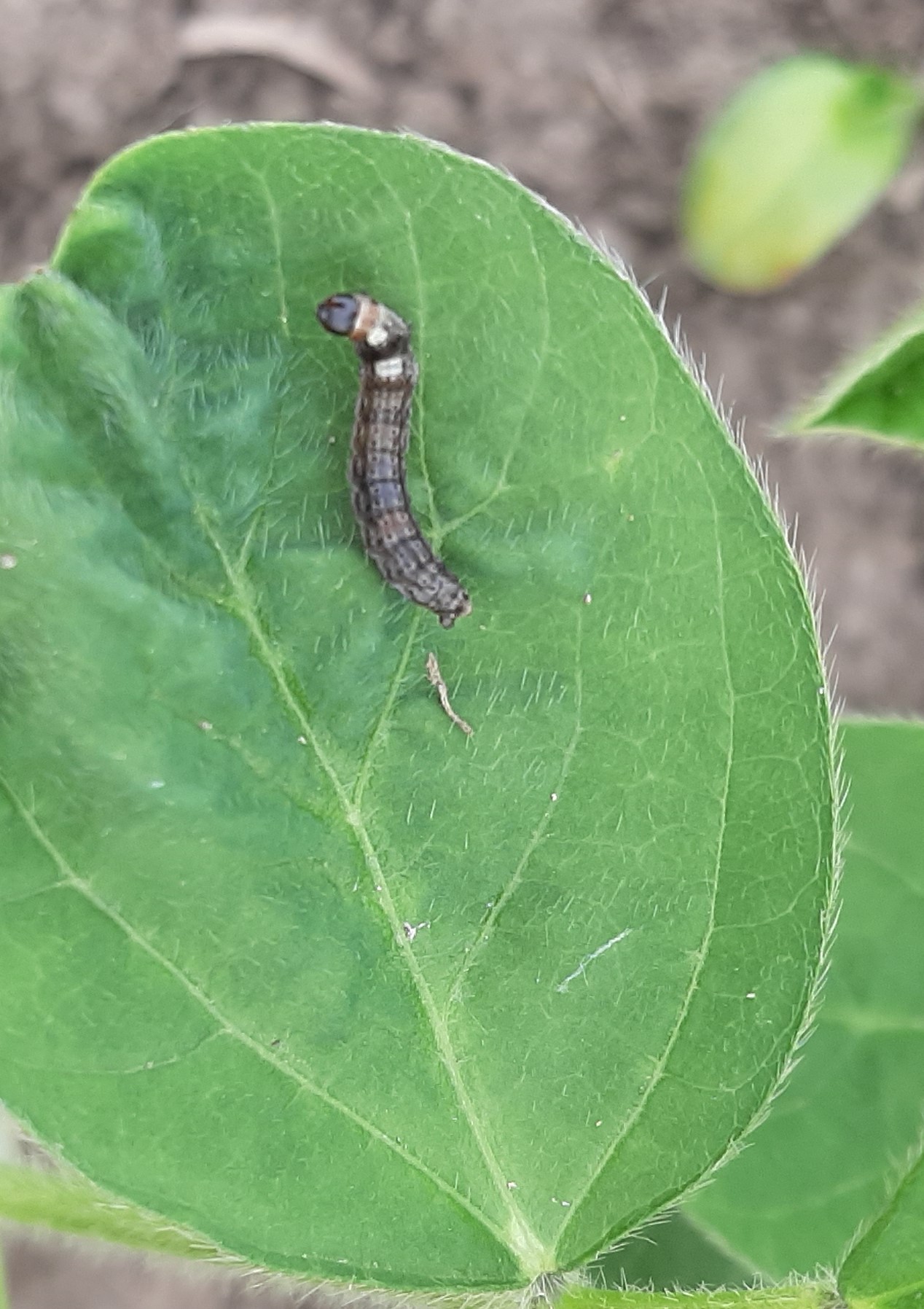 Листогрызущие совки