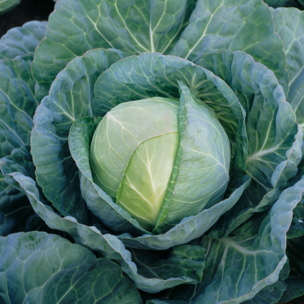 Грегориан F1