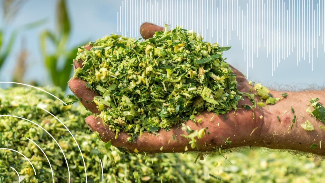 Как правильно подготовиться к уборке кукурузы на силос