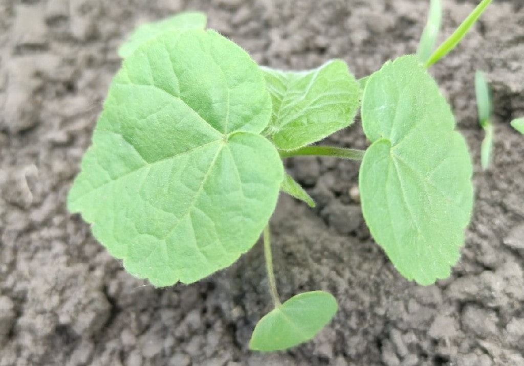 Абутилон Теофраста