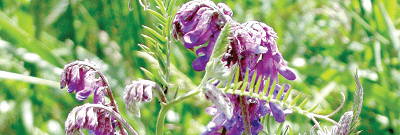 Вика мохнатая