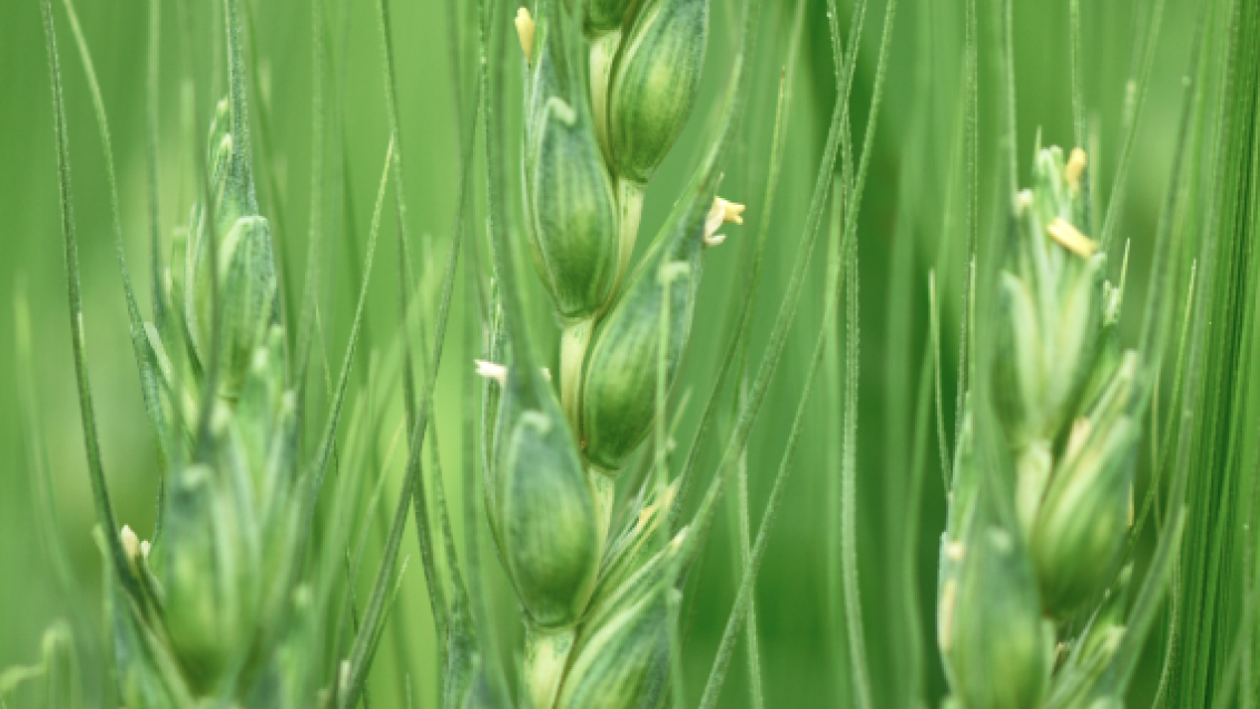 Яровая пшеница. Агроцентр Оренбург 2024